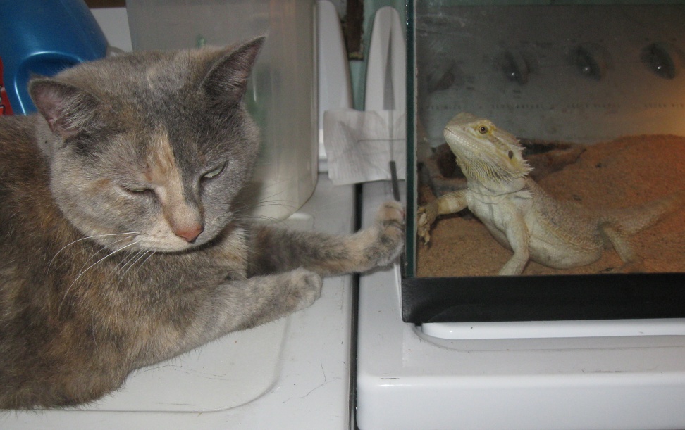 kitty+lizard