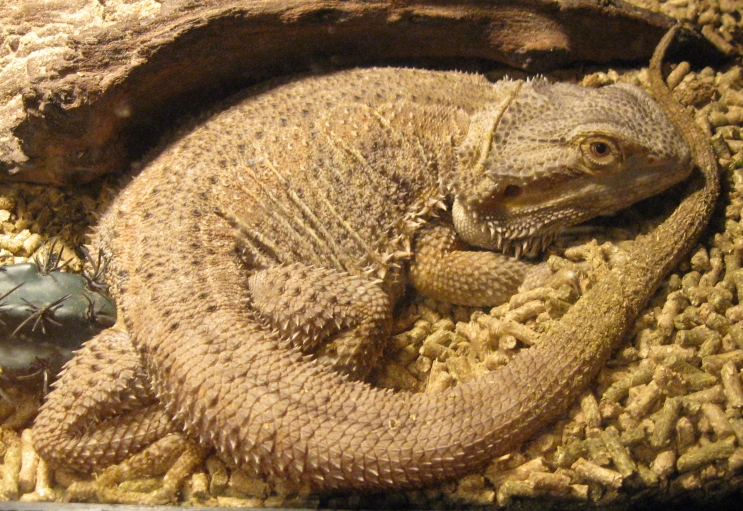 Bearded Dragon